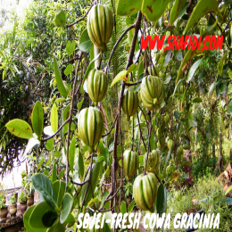 SBJEI-FRESH COWA GRACINIA